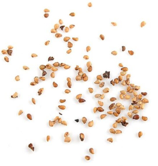 สตรอเบอรี่ สีส้ม (Orange Strawberry) / 100 เม็ด