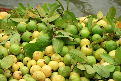 ฝรั่งไส้แดง (Guava) / 50 เม็ด (Russia)