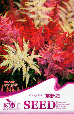 อัสดง (Astilbe) คละ / ซอง 50 เม็ด (A117)