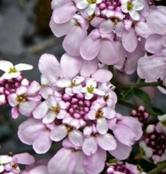 แคนดี้ทัฟท์ (Candytuft) สีชมพู / 100 เม็ด