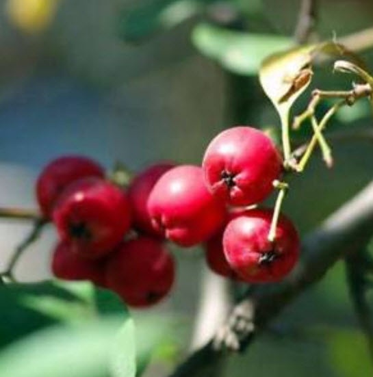 Hawthorn (ซานจา) / 50 เมล็ด
