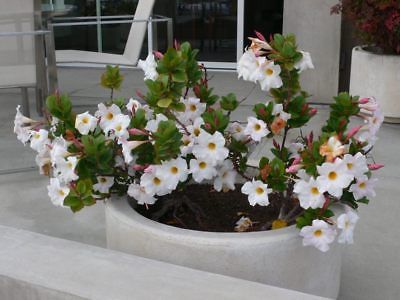 บานบุรีขาว ต้นเตี้ย / 50 เม็ด