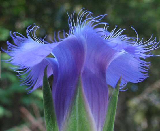 บลู เจนเทียน (Blue Gentian) / 10 เม็ด
