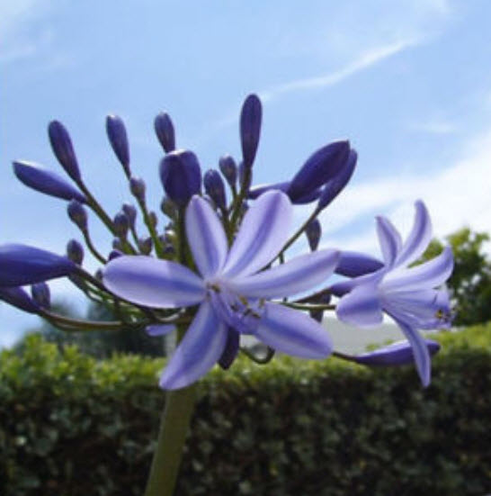 คลิเวีย (Clivia) ม่วง / 5 เม็ด