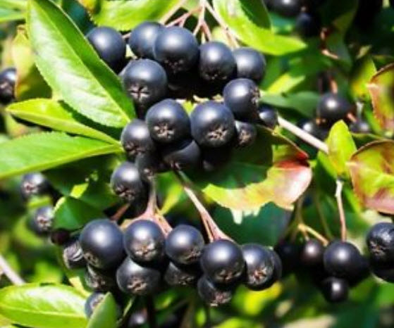 อโรเนีย หรือโช้คเบอรี่ (Chokeberry) / 20 เม็ด (Greece)