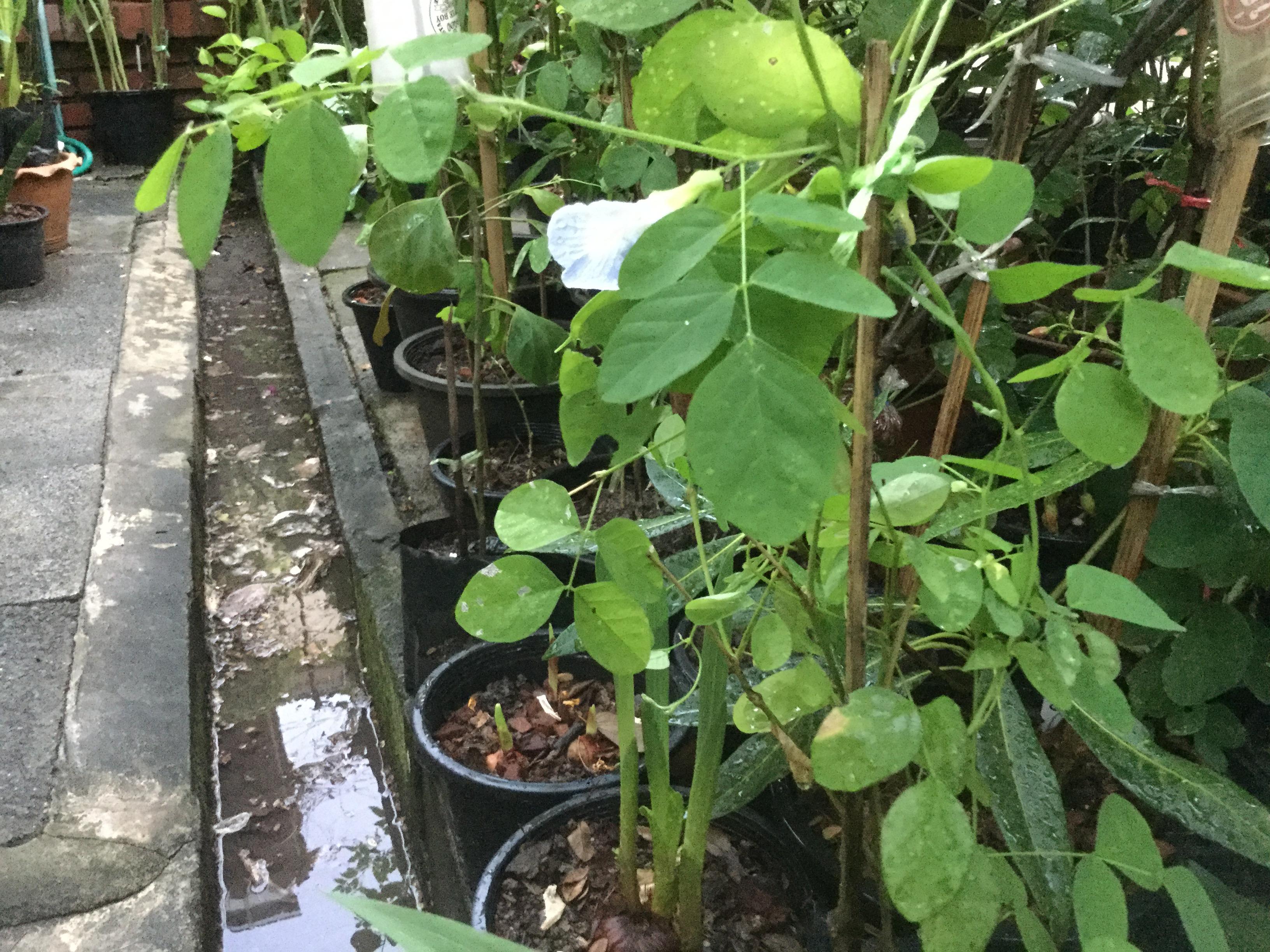 ต้นอัญชัน ดอกสีฟ้าอ่อน กระถาง 6 นิ้ว