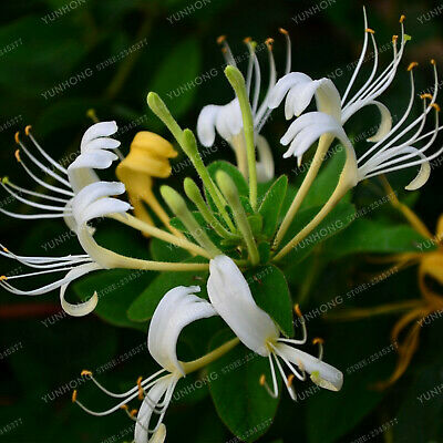 สายน้ำผึ้งบอนไซ (Honeysuckle bonsai) / 50 เม็ด (นอก)