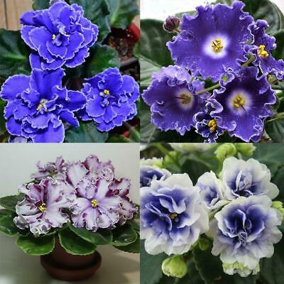 แอฟริกันไวโอเล็ต (African Violet) คละ / 100 เม็ด