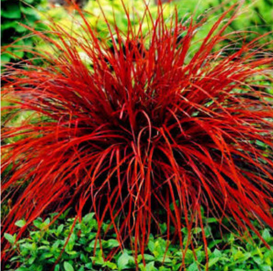 หญ้าฟาง (Fescue grass) คละสารพัดสี / 100 เม็ด