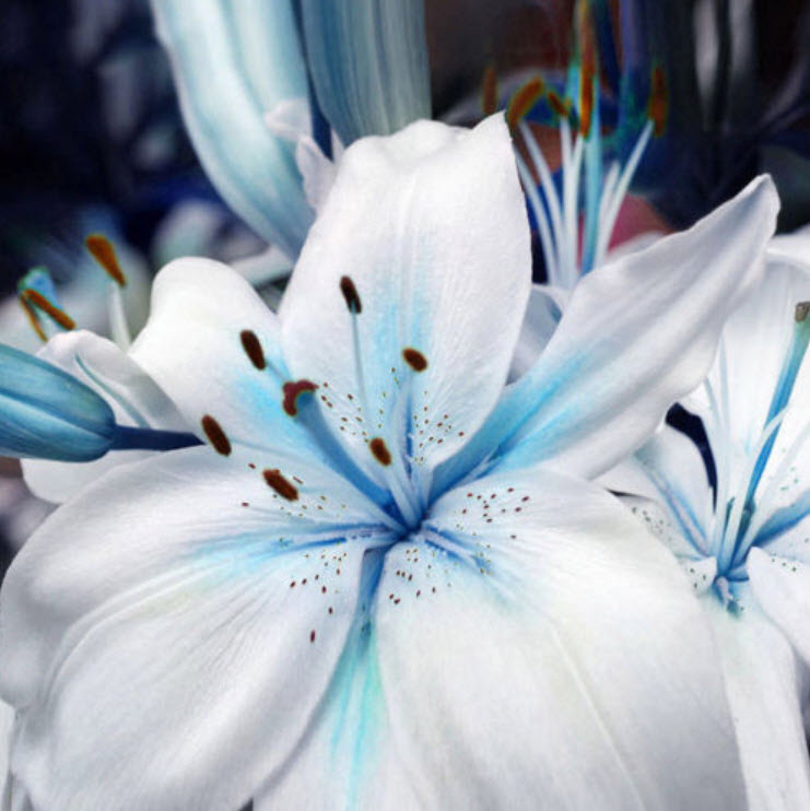 ลิลี่ สีฟ้า (Blue Lily) / 50 เม็ด