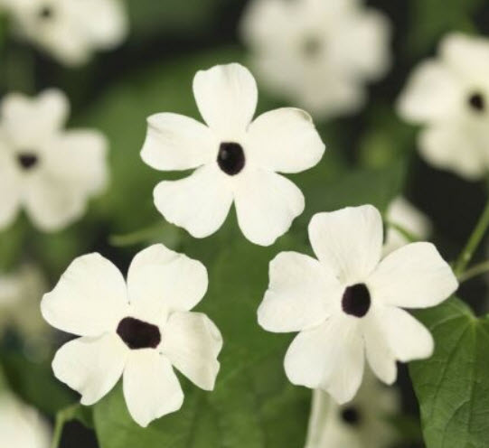 แววตา (Black Eyed Susan) ขาว / 50 เม็ด