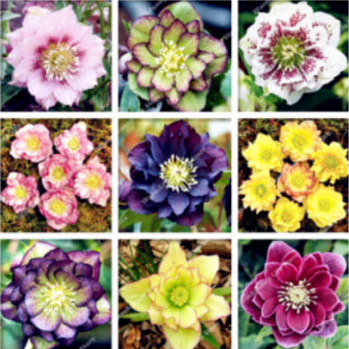 เฮลเลบอร์ญี่ปุ่น (Japanese Hellebore) คละ / 50 เม็ด