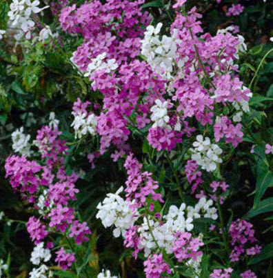 สวีท ร็อคเก็ท (Sweet Rocket) คละ / 60 เม็ด (UK)