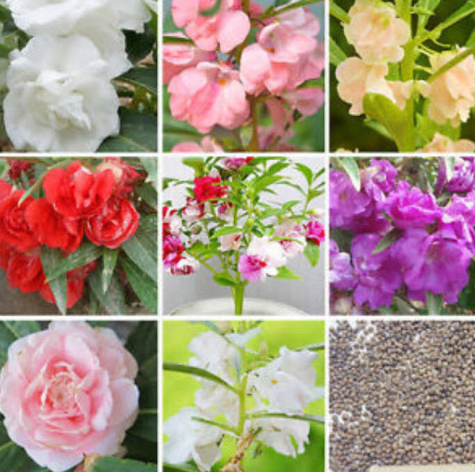 เทียนซ้อน เทียนกุหลาบ คละสี / 50 เม็ด (China)