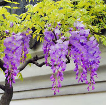 วิสทีเรีย (Wisteria) สีม่วง / 10 เม็ด (China)