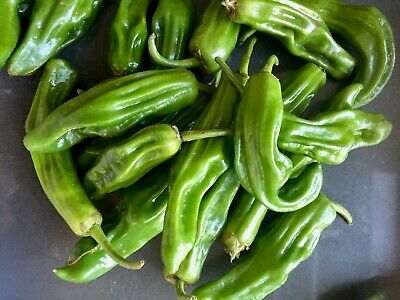 พริกยักษ์ Numex Big Jim / 30 เม็ด (Italy)*