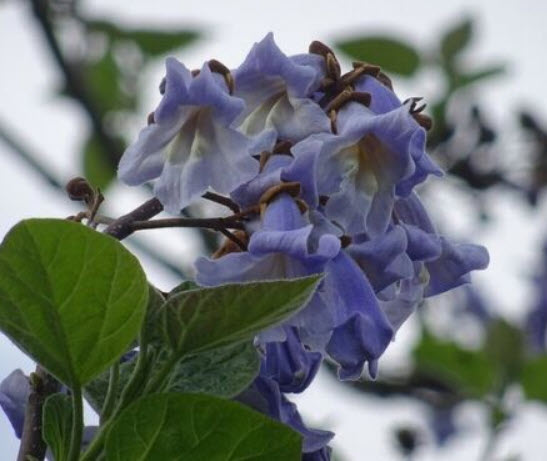 (ขายส่ง) พอโลเนีย เพาโลเนีย (Paulownia) หรือเจ้าหญิง / 1,000 เม็ด (USA)