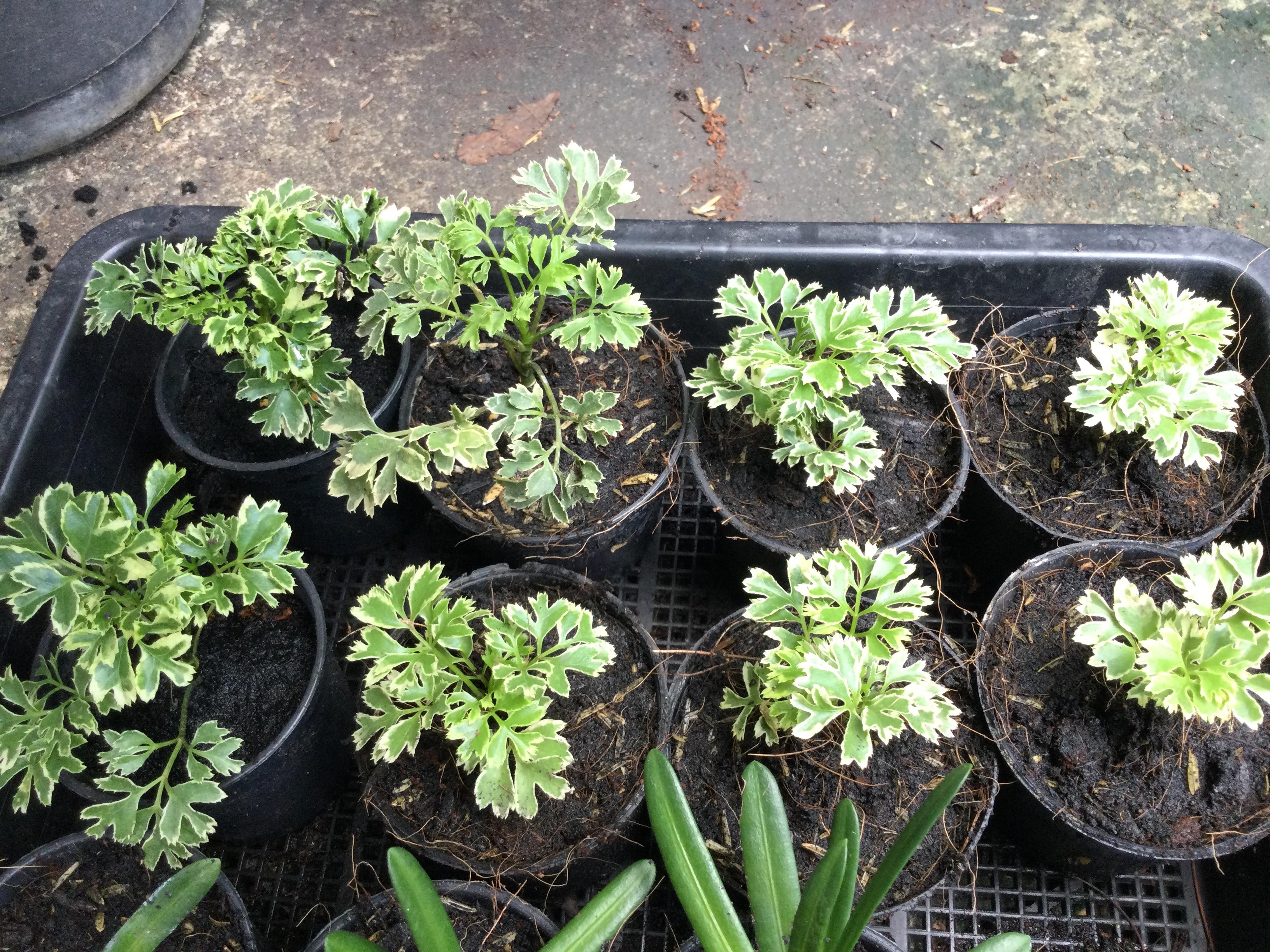 ต้นเล็บครุฑแคระ ใบด่าง กระถาง 2 นิ้ว