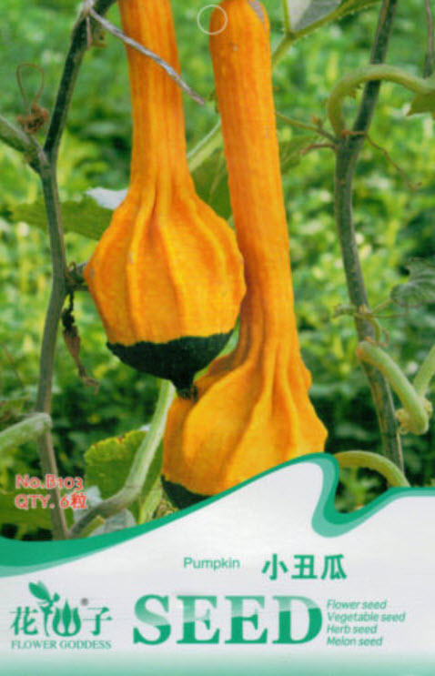 ฟักทอง (Pumpkin) / ซอง 6 เม็ด (B103)