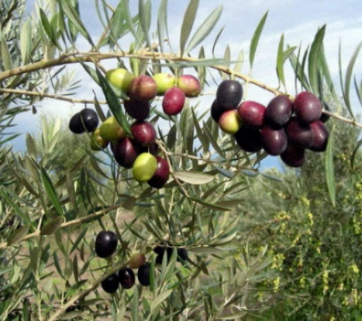 มะกอกโอลีฟ (Olive / Olea europaea) / 10 เม็ด (Spain) *