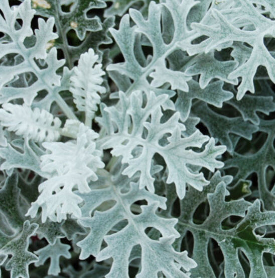 ละอองเงิน (Dusty Miller) / ซอง 30 เม็ด (F015)