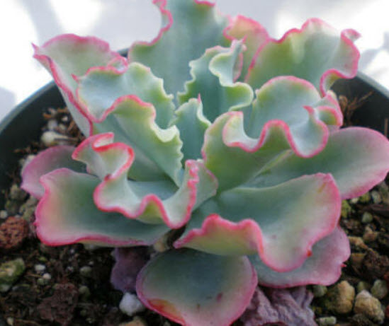 เอชชิวาเรีย (Frilled Echeveria) / 10 เม็ด (Australia)