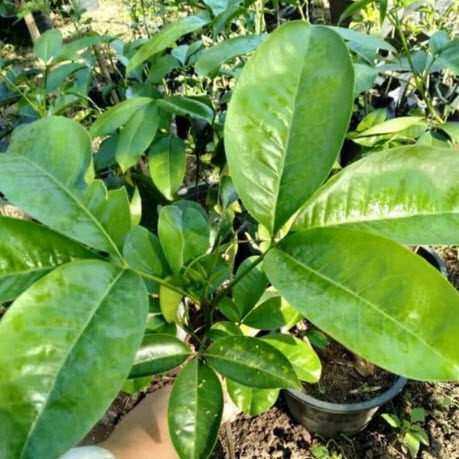 ต้นเจ้าหญิงสีชมพู เจ้าสาวสีชมพู (Pink euodia) กระถาง 10 นิ้ว สูง 50-80 ซ.ม.