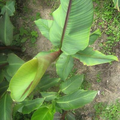 กล้วย เบอมีส บลู (Burmese Blue) / 5 เม็ด (Portugal)