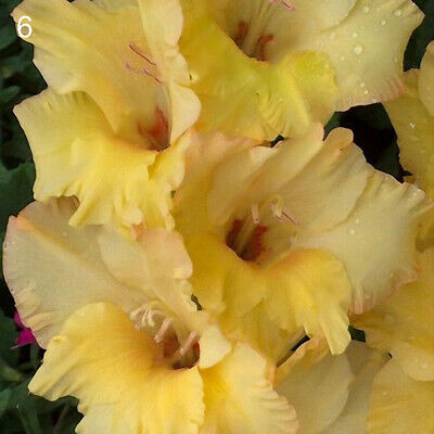 แกลดิโอลัส (Gladiolus) สีเหลือง ดอกใหญ่ / 100 เม็ด