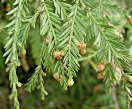 สนโคสต์ เรดวูด (Coast Redwood / S. sempervirens) / 10 เม็ด (USA)