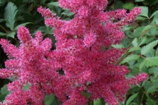 อัสดง (Astilbe) คละสี+สายพันธุ์ / 100 เม็ด (นอก)