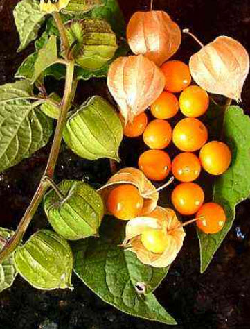 โทงเทงฝรั่ง หรือระฆังทอง (Cape gooseberry) / 100 เม็ด (P2S)