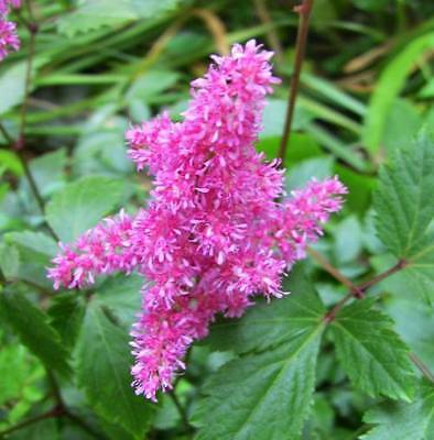 อัสดง (Astilbe) คละ / ซอง 50 เม็ด (A117)