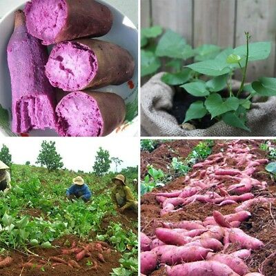 มันม่วงหวาน (Purple Sweet Potato) / 50 เม็ด (China)