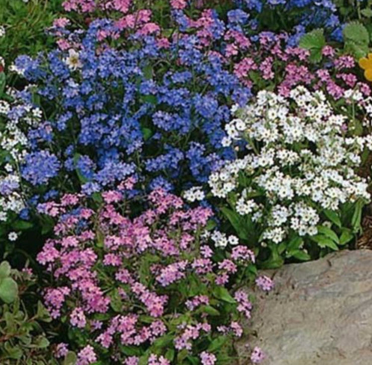 ฟอร์เก็ตมีน็อท (Forget me Not) คละ / ซอง 300 เม็ด (Lithuania)