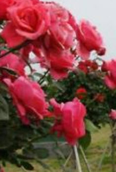 ไจแอนท์ โรส ซากุระ (Giant Rose Sakura) / 5 เม็ด (นอก)