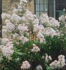 ยี่เข่ง (Crepe Myrtle) ขาว / 25 เม็ด (Australia)