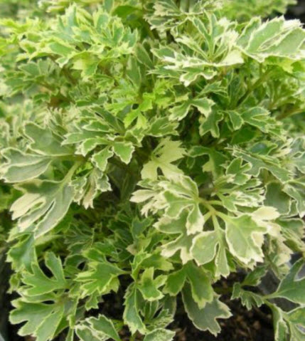 ต้นเล็บครุฑแคระ ใบด่าง กระถาง 6 นิ้ว