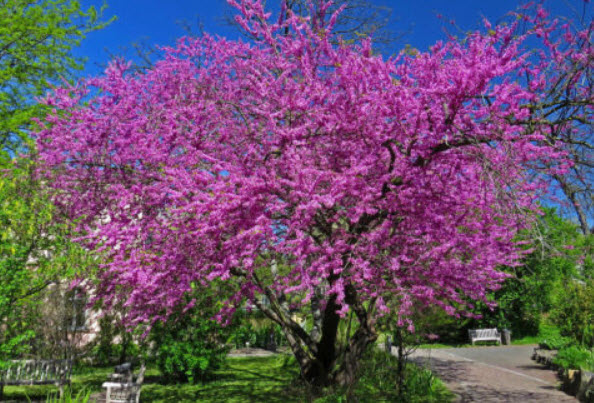 จูดาส หรือยูดาส (Judas tree) / 25 เม็ด (Hungary)*