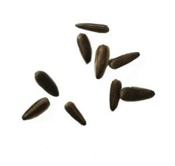 ทานตะวัน เรดซัน (Red Sun Sunflower) สีแดงสด / 40 เม็ด (China)