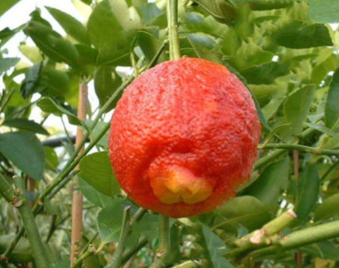 ส้มเลือด ส้มสีเลือด ส้มแดง (Blood orange) / 10 เม็ด (China)