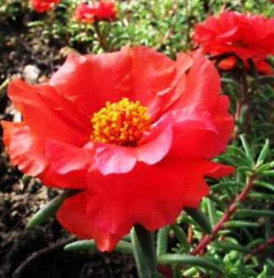 คุณนายตื่นสาย (Portulaca) สีแดง / ซอง 200 เม็ด (A041)