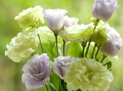 ไลซิแอนธัส (Lisianthus) คละ / 200 เม็ด (Russia)