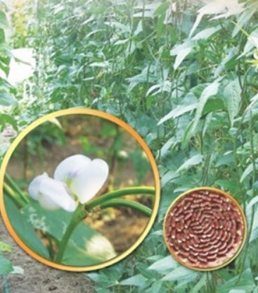 ถั่วฝักยาว พันธุ์พิจิตร 3 / 50 เม็ด