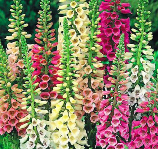 ดิจิทาลิส (Digitalis - Draft Foxy) คละ / 10,000 เม็ด (UK)