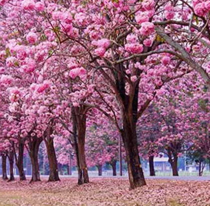 ชมพูพันธ์ทิพย์ (Pink Trumpet Tree) / 100 เม็ด
