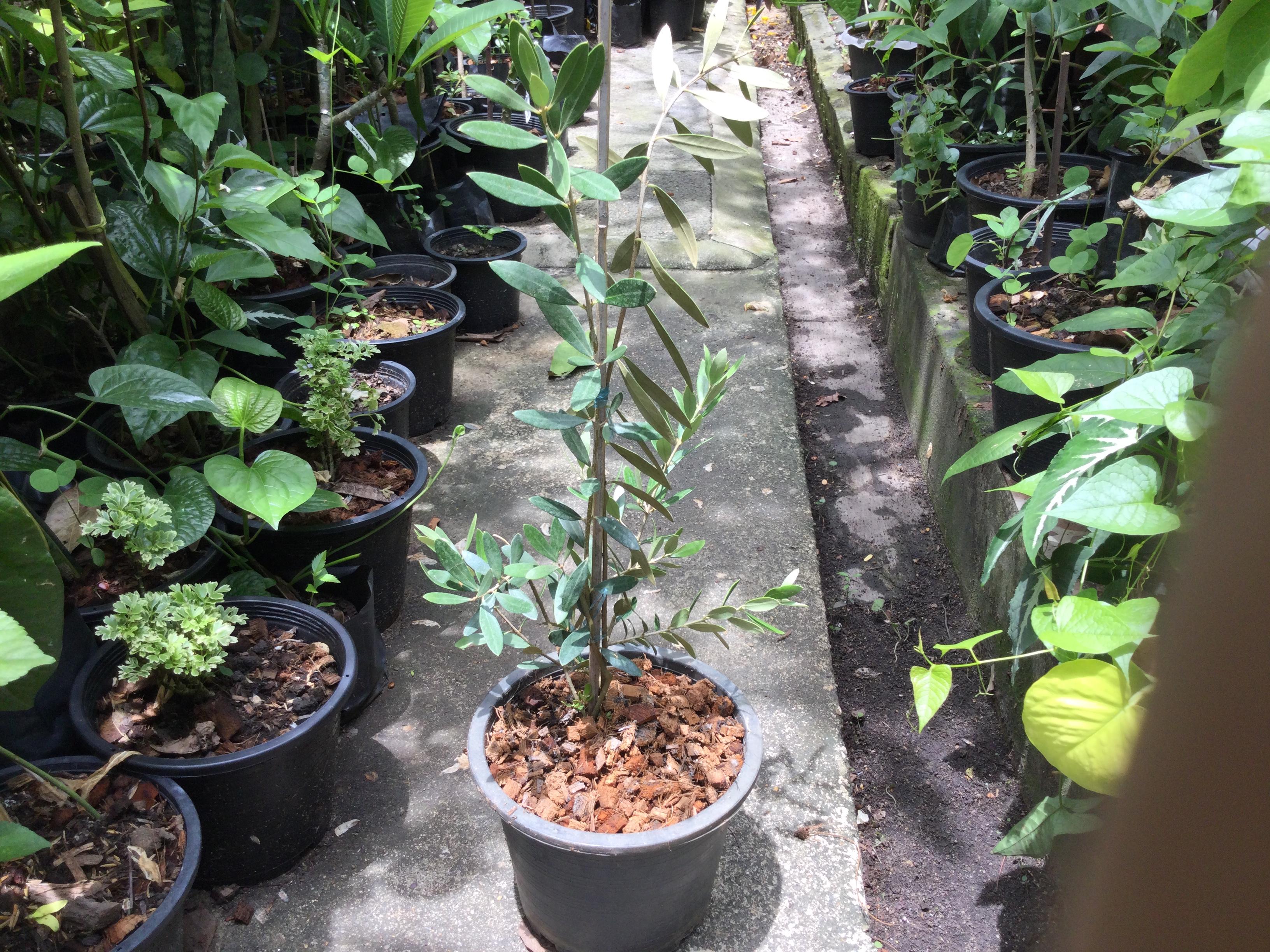 ต้นมะกอกโอลีฟ (Olive - kalamata) สูง 70-90 ซ.ม. (Greece)