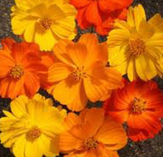 ดาวกระจาย ซัลฟูเรียส (Cosmos - Sulphureus) คละ / 100 เม็ด (UK)