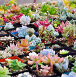 พืชอวบน้ำ (Succulents) รวมมิตร / 400 เม็ด