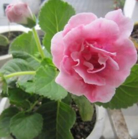 กล๊อกซีเนียสีชมพู (Pink Gloxinia) / 100 เม็ด (นอก)